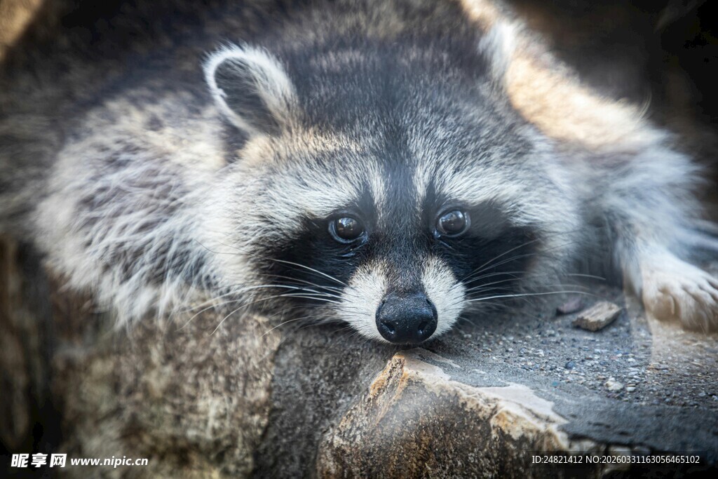 慵懒浣熊趴卧休憩