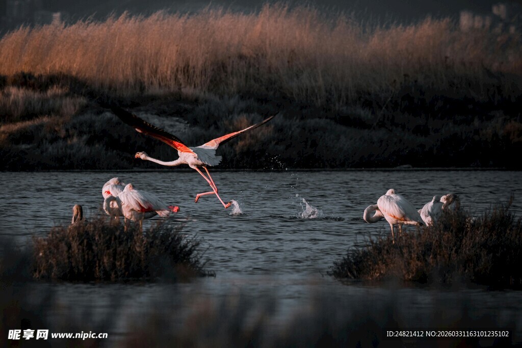 湿地中的火烈鸟优雅起舞