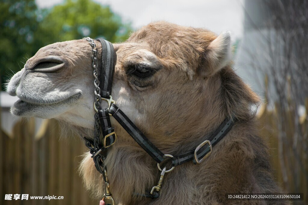 围栏中的骆驼特写