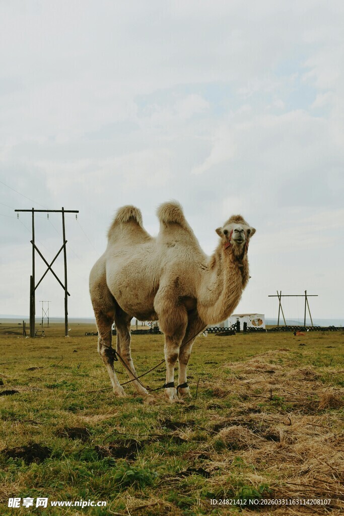 草原上的骆驼