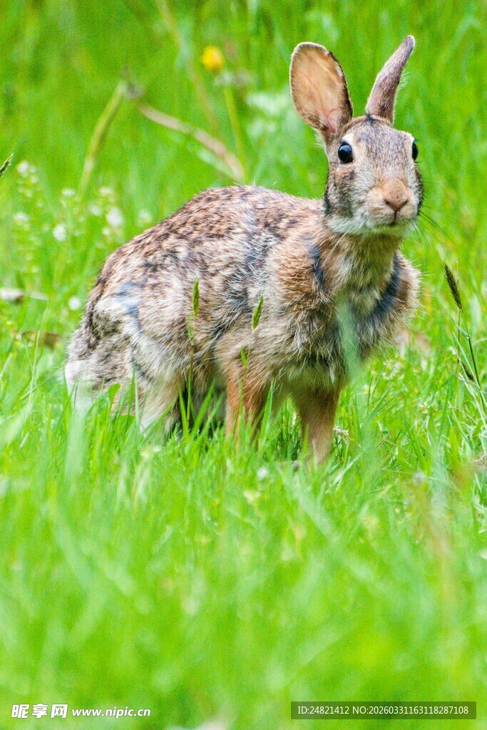 草地上的可爱野兔
