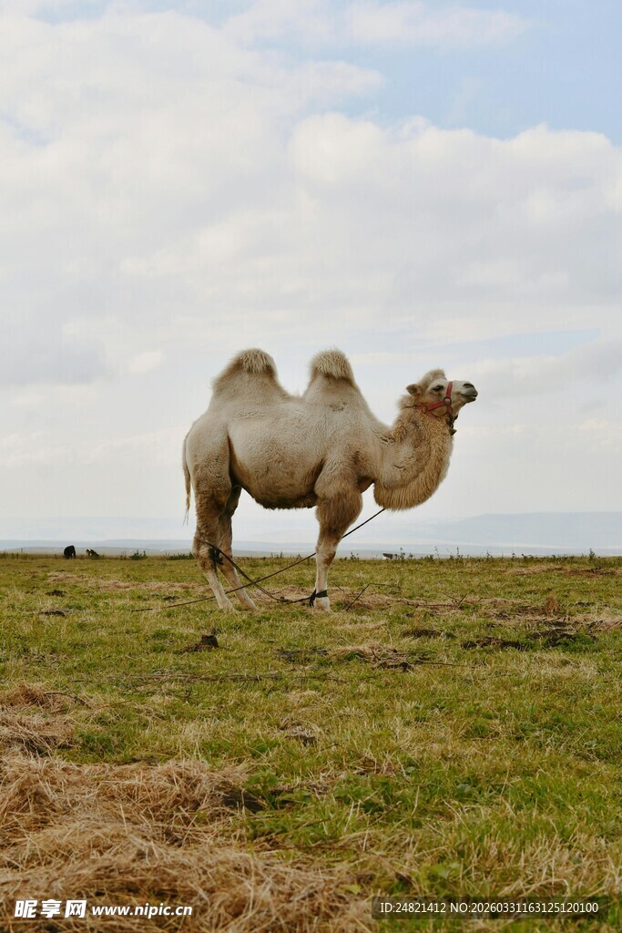 草原上的骆驼