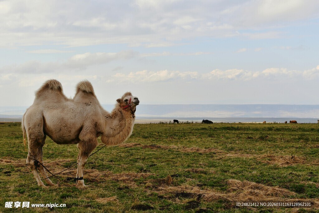草原上的双峰骆驼