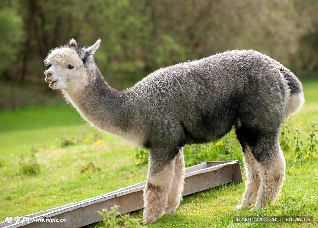 草地上的可爱羊驼