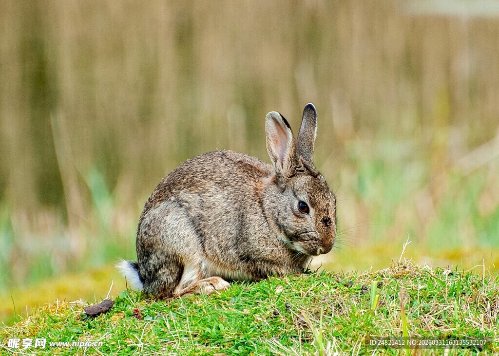 草地上的小灰兔