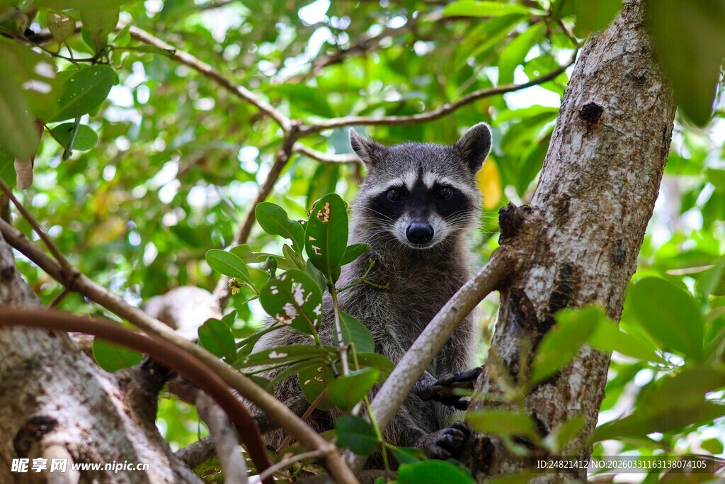 狐猴栖息于繁茂树枝间