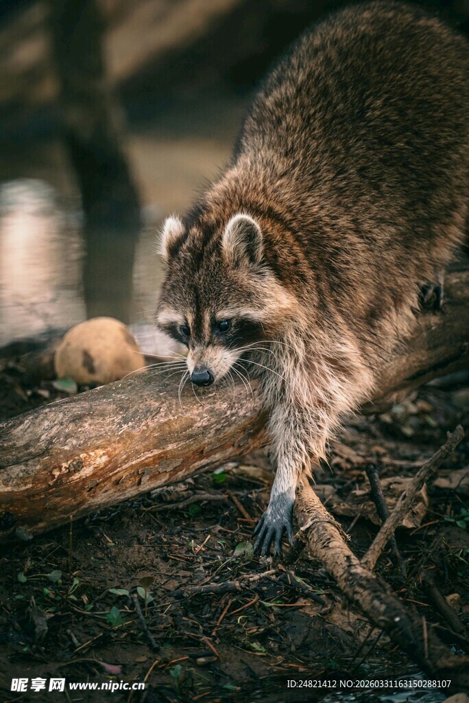 森林中觅食的浣熊