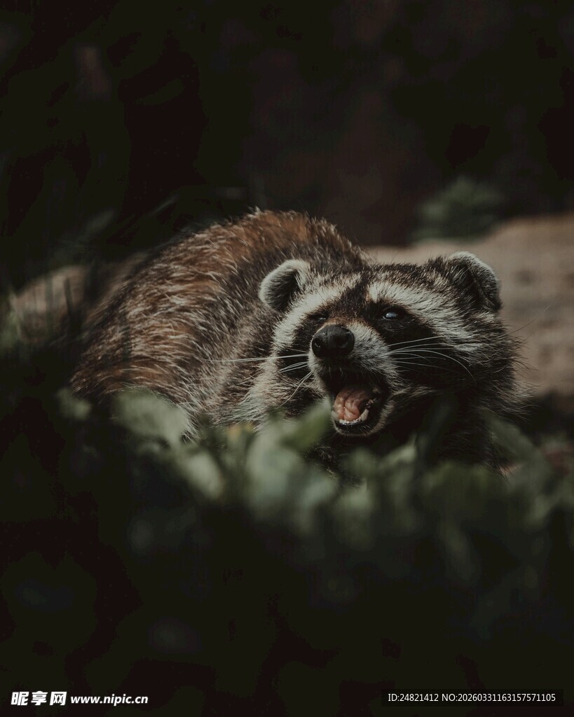 张嘴的浣熊