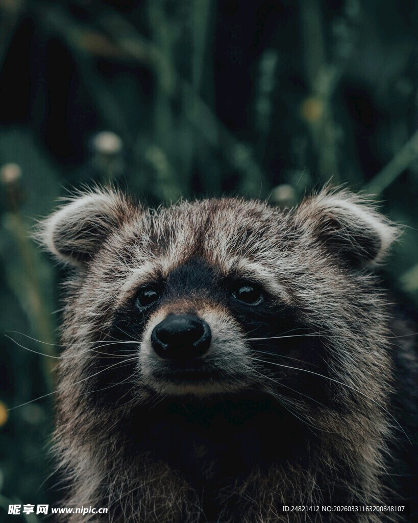 可爱浣熊特写
