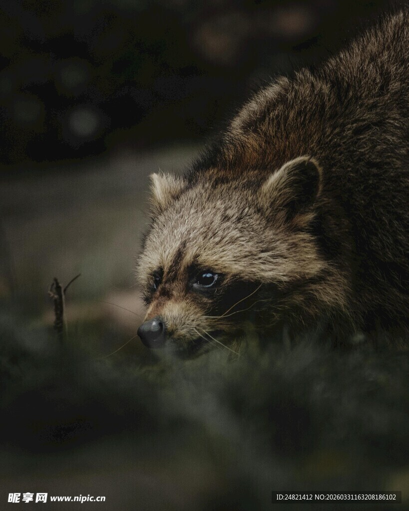 觅食的浣熊