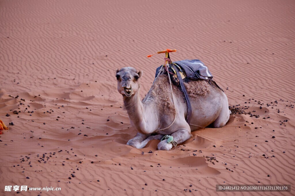 沙漠中休憩的驮货骆驼