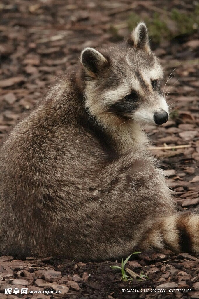 坐着的可爱浣熊