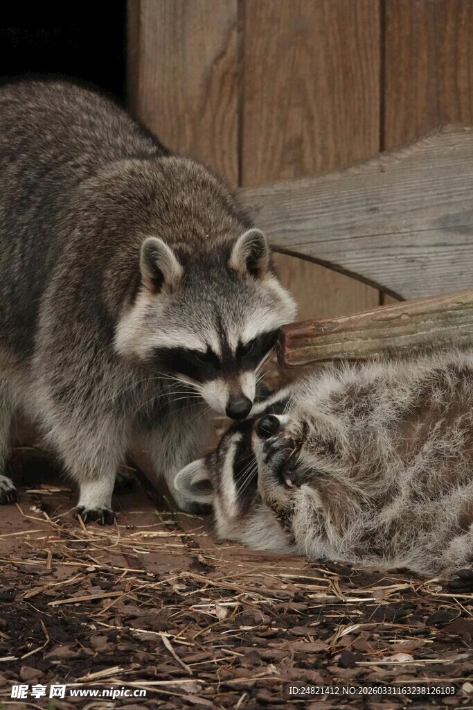浣熊亲昵互动场景