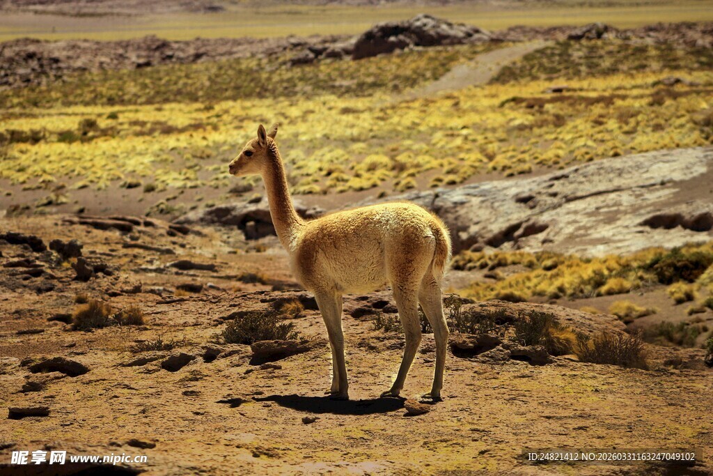 沙漠中的单只骆马