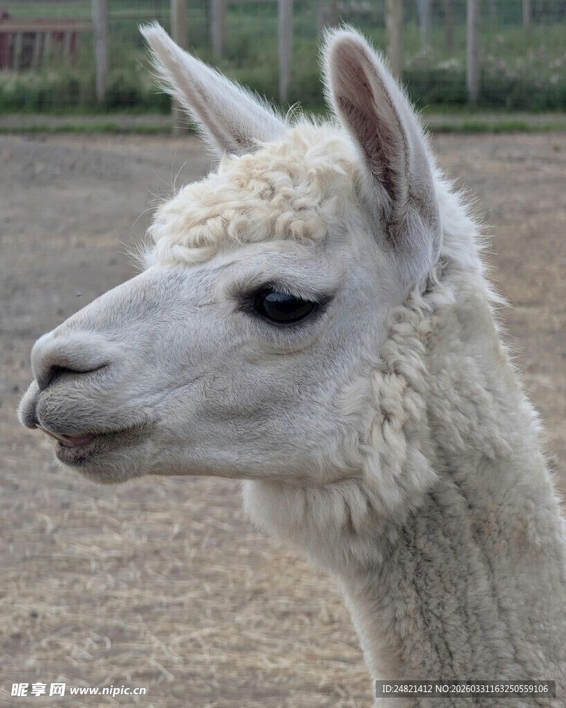 可爱羊驼特写