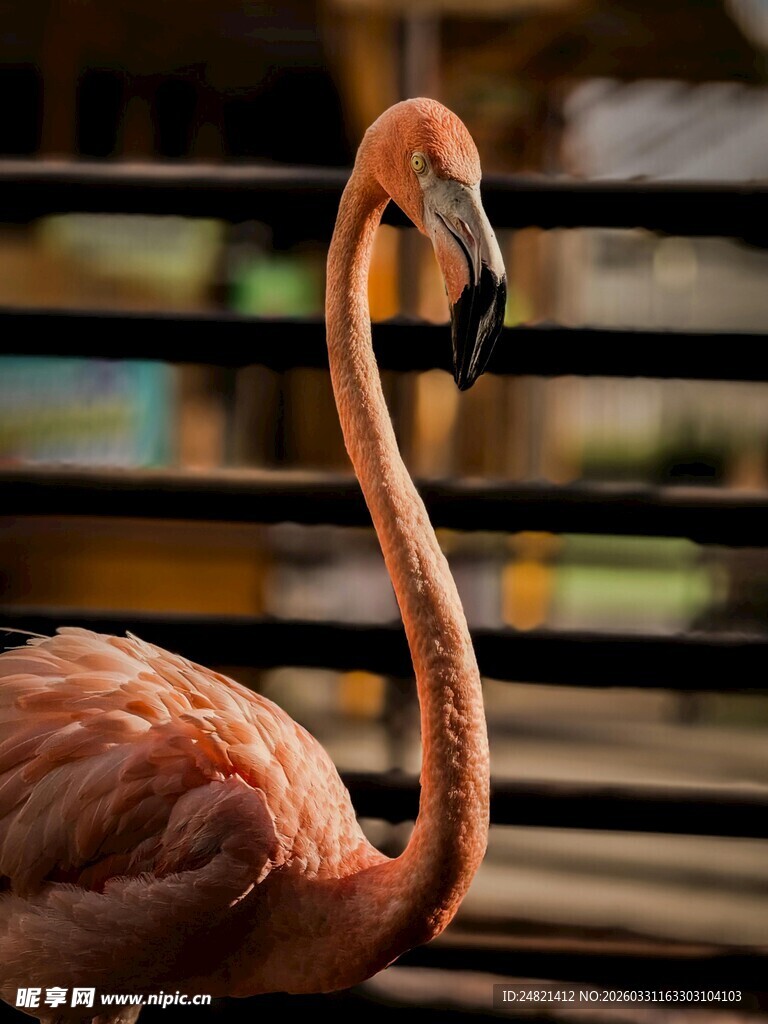 优雅火烈鸟特写