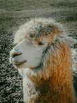 可爱羊驼特写