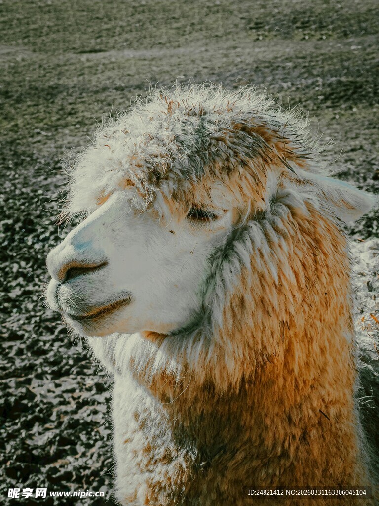 可爱羊驼特写