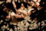 一群火烈鸟休憩的场景