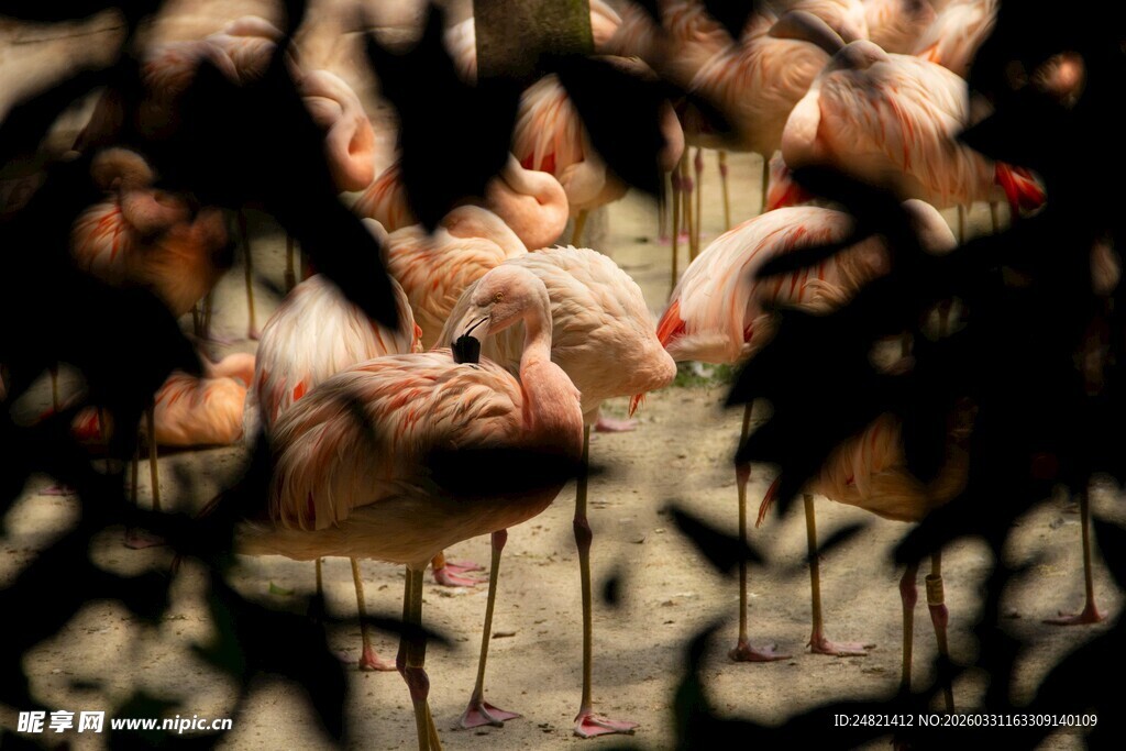一群火烈鸟休憩的场景