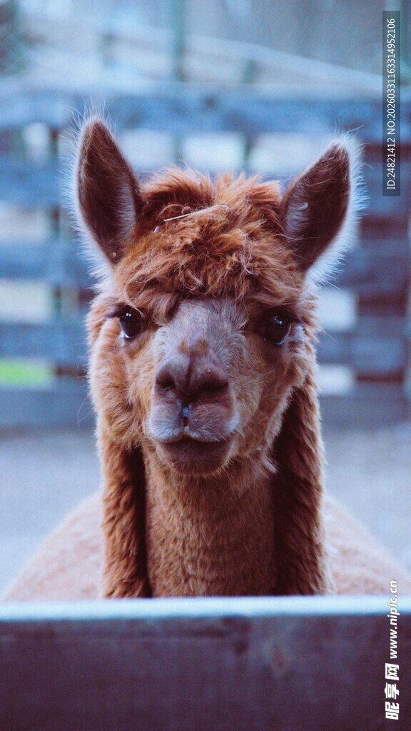 可爱羊驼正面特写