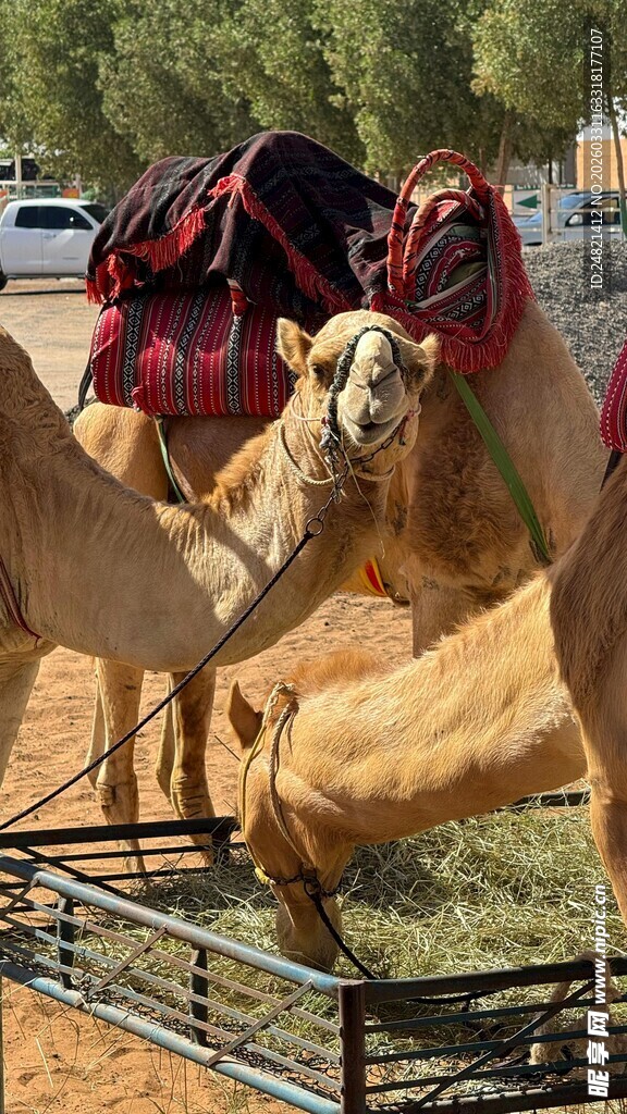 围栏中的几只骆驼