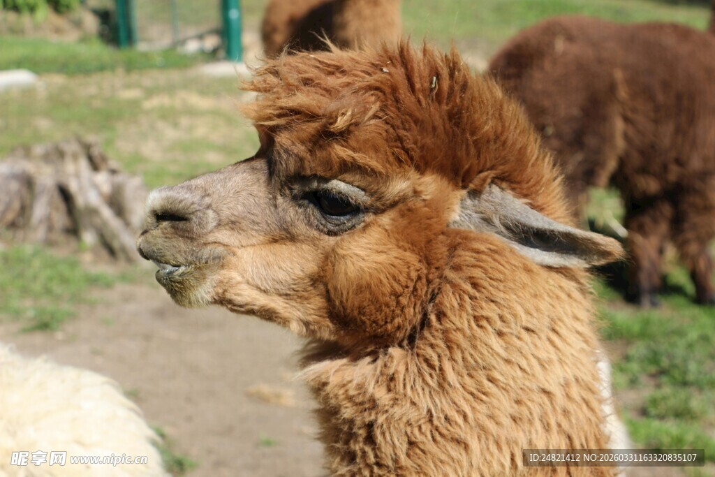 可爱羊驼在户外