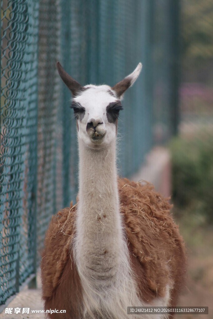 可爱羊驼特写
