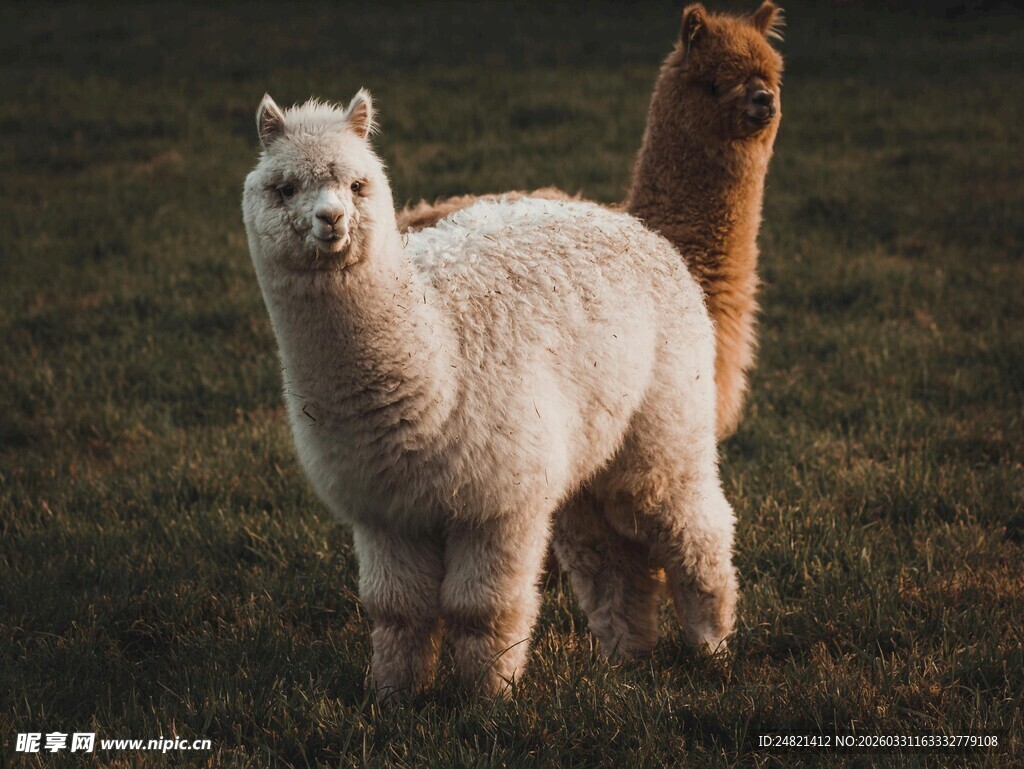 草地上的两只可爱羊驼