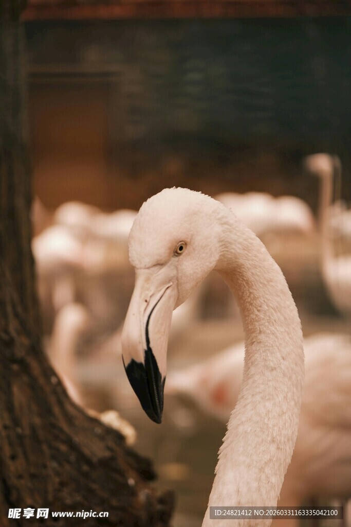 优雅火烈鸟特写