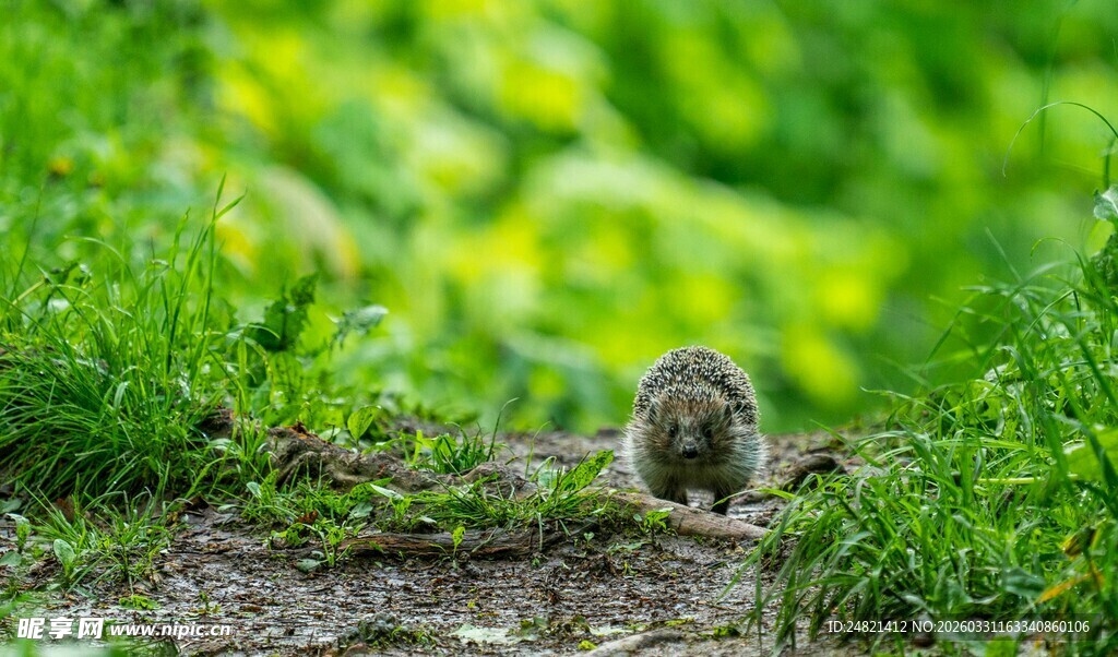 草丛中的可爱小松鼠