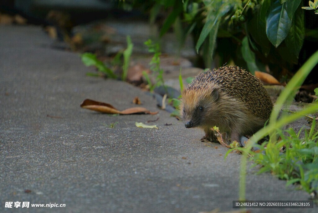 路边觅食的小刺猬