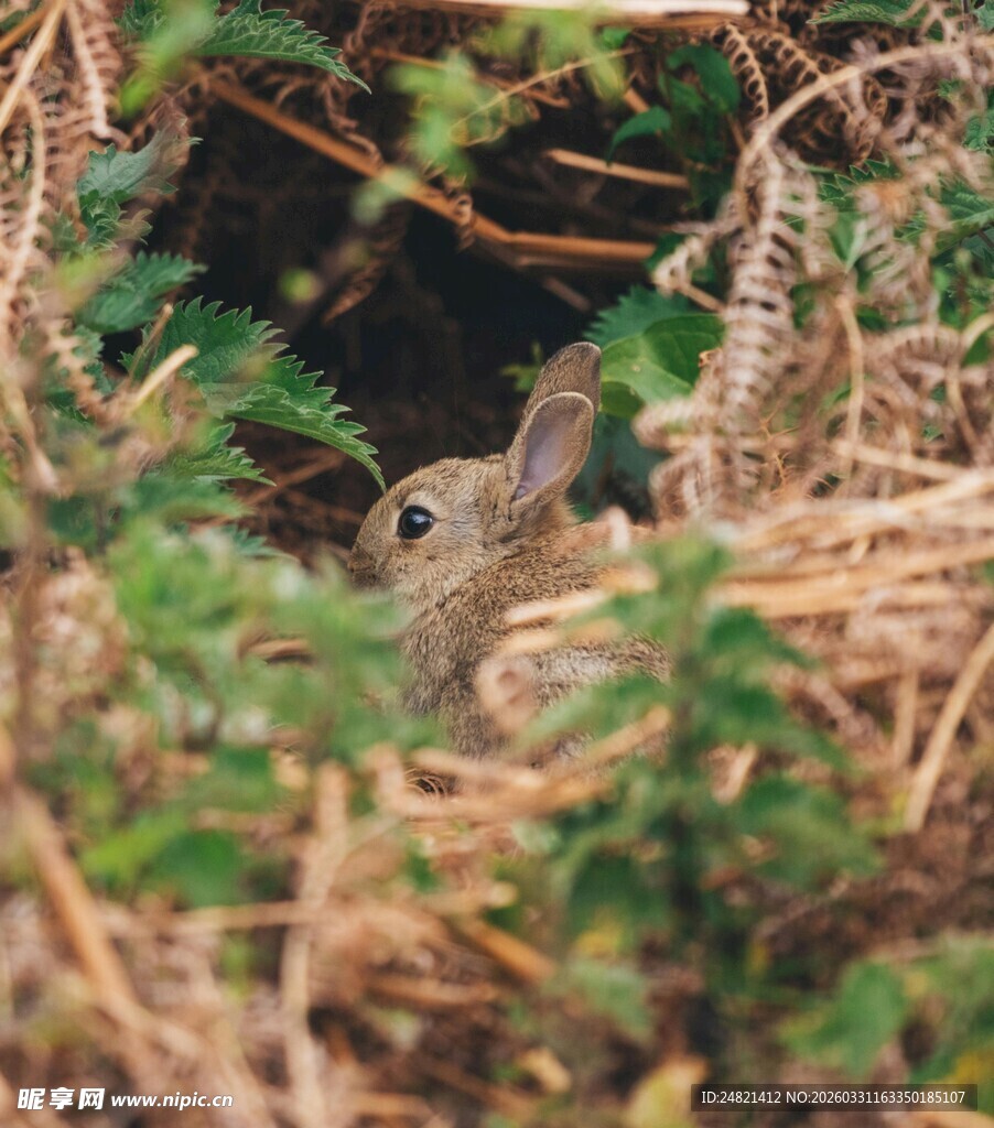 草丛中的可爱小兔子