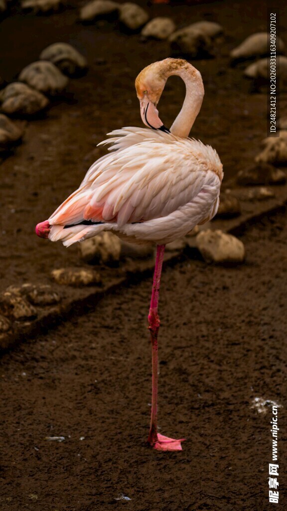 单腿站立的优雅火烈鸟