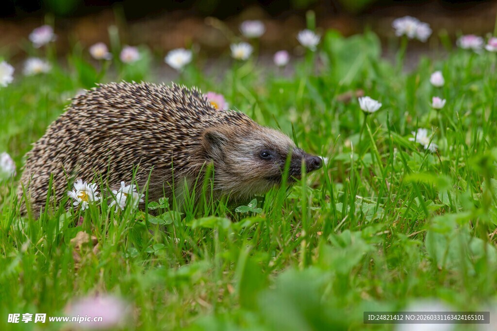 草地上的小刺猬