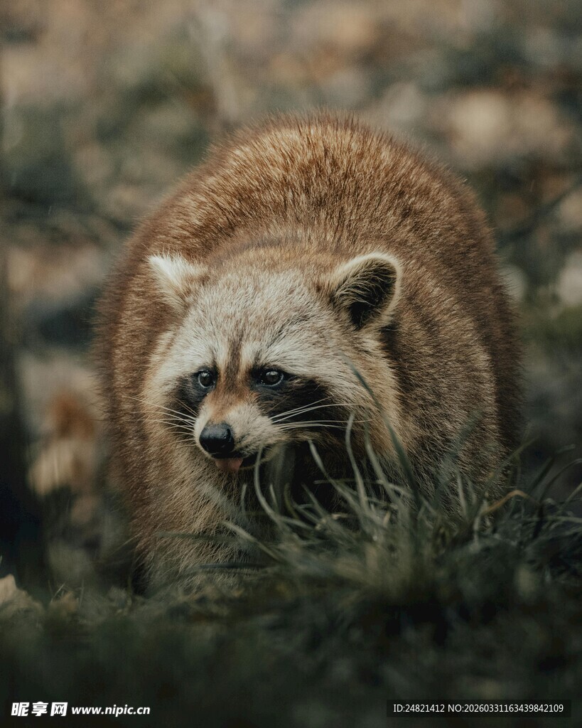 草丛中的可爱浣熊