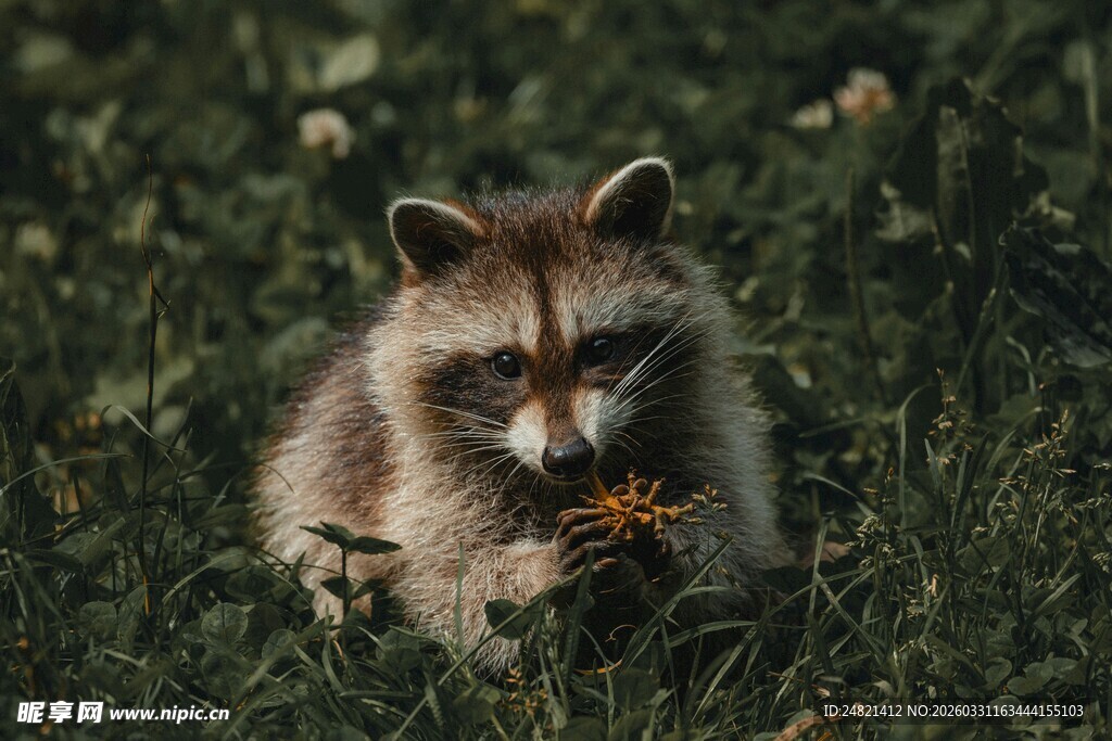 草地上进食的小浣熊