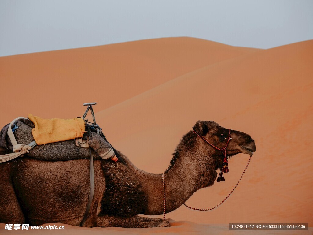 沙漠中休憩的骆驼
