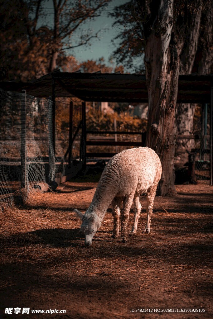 田园中吃草的白色绵羊