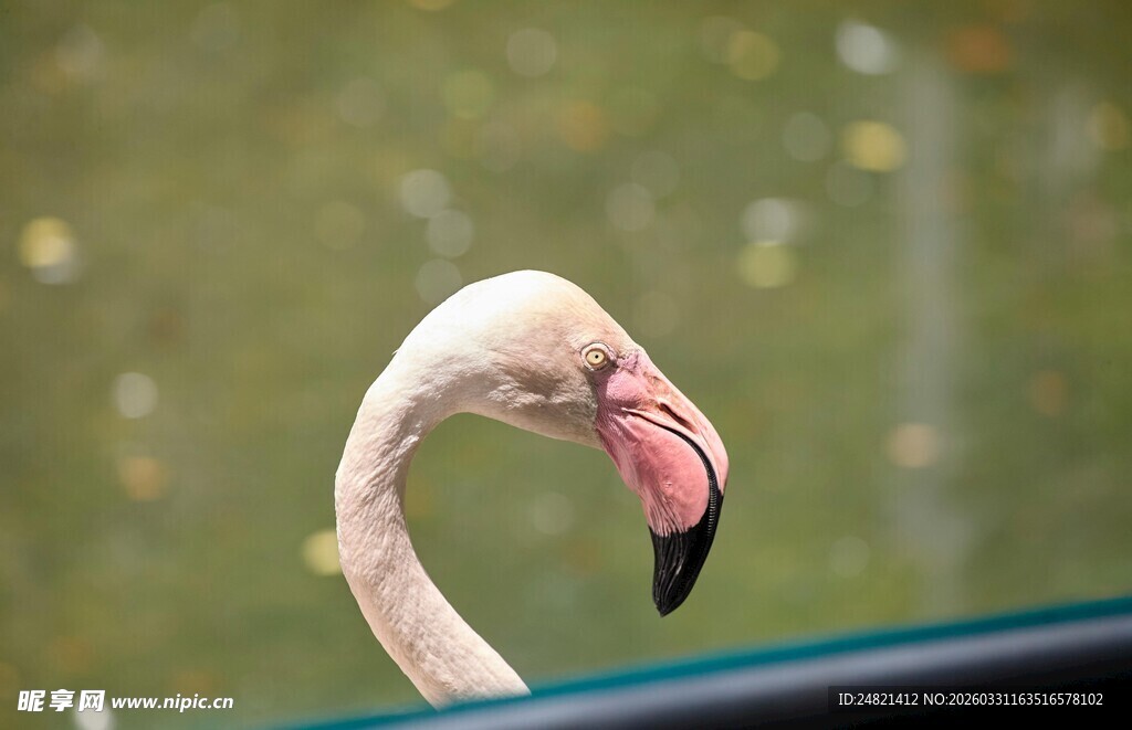 优雅火烈鸟特写