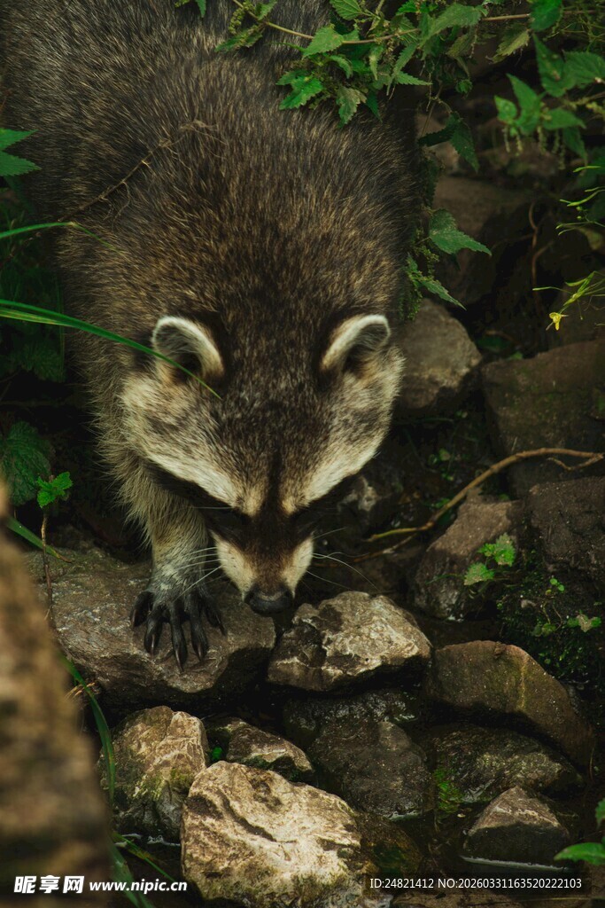 溪边觅食的浣熊