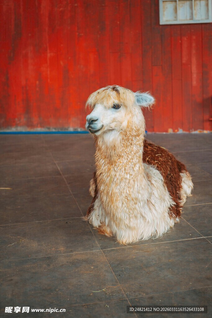 趴着的可爱羊驼