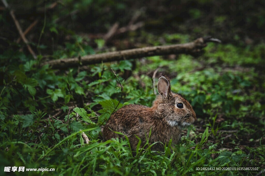 草丛中的野兔