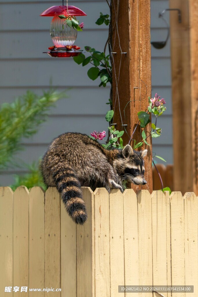 木栅栏上休憩的浣熊