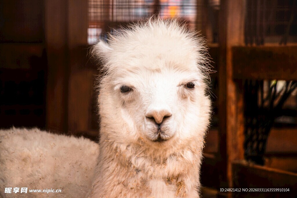 可爱羊驼特写