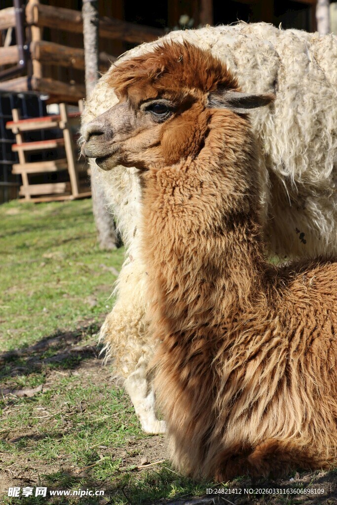 草地上休憩的两只羊驼