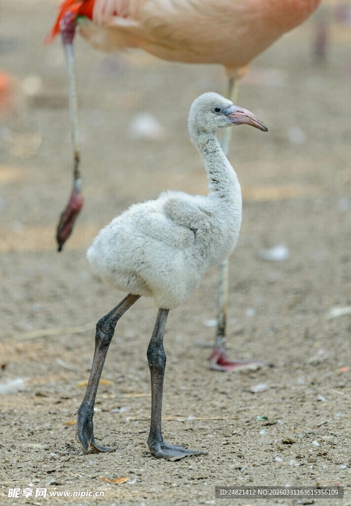 幼态白鸟站立于地面
