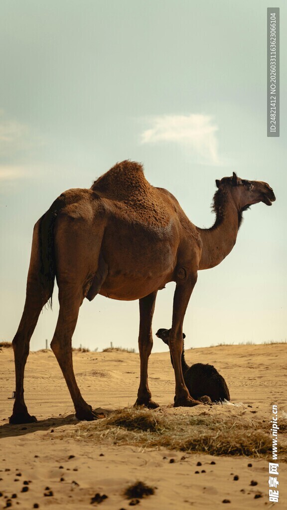 沙漠中的骆驼