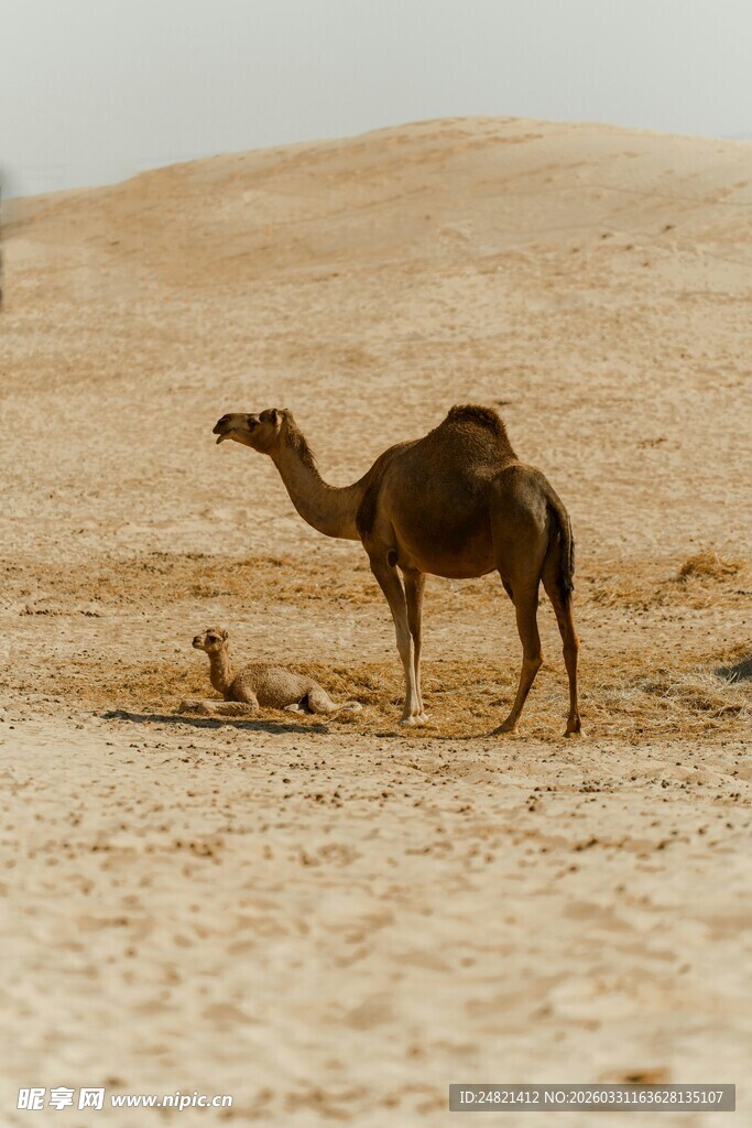 沙漠中的单峰骆驼