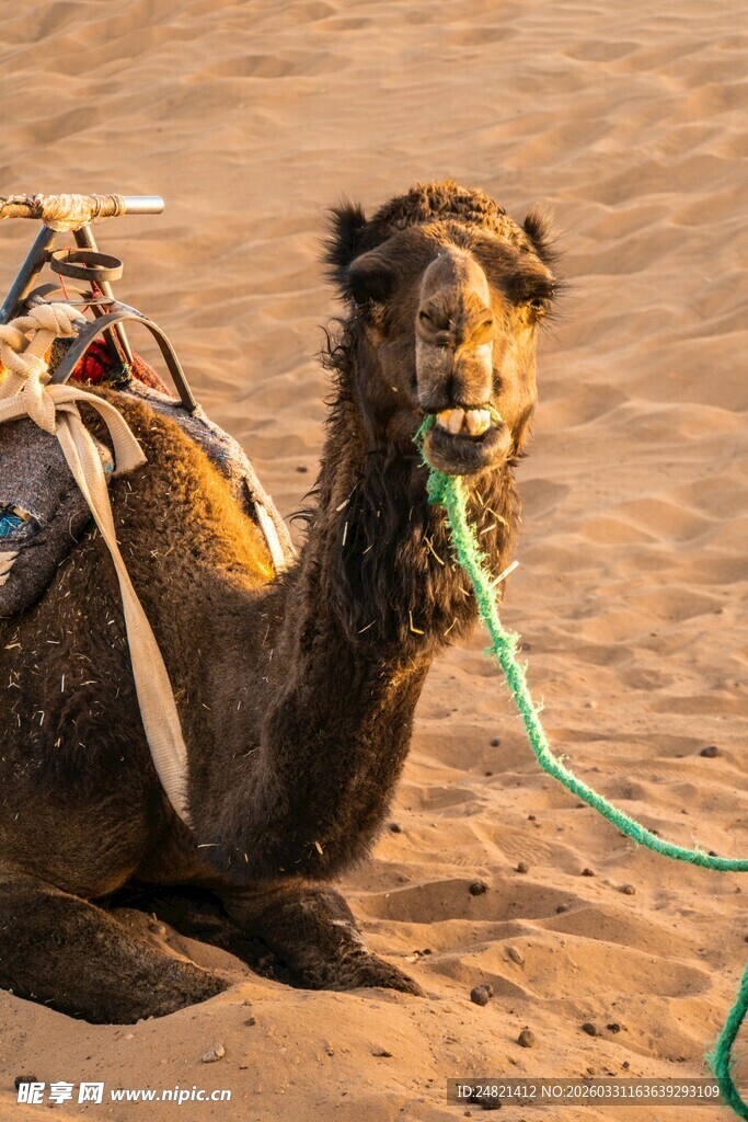 沙漠中休憩的骆驼